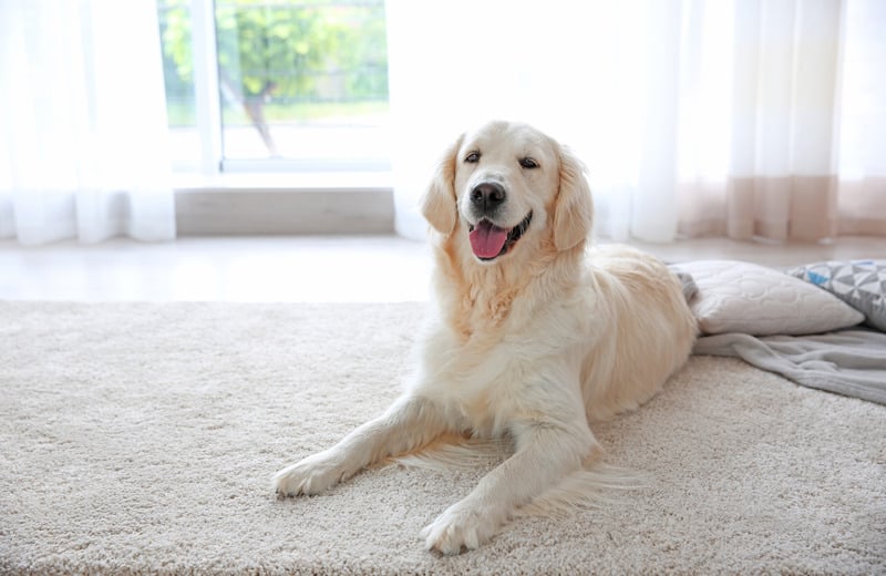 What flooring is best for dogs?